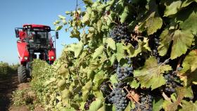 В России хотят кратно увеличить площади виноградников